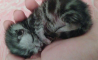 奶猫呛奶多久代表没事了