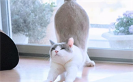 母猫发情表现