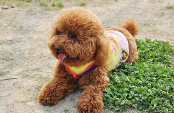 老年泰迪吃什么狗粮好 老年泰迪吃什么狗粮好
