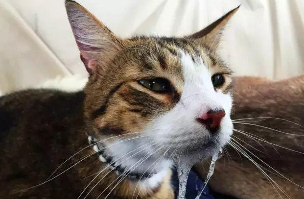 猫感冒能自愈吗 猫感冒能自愈吗