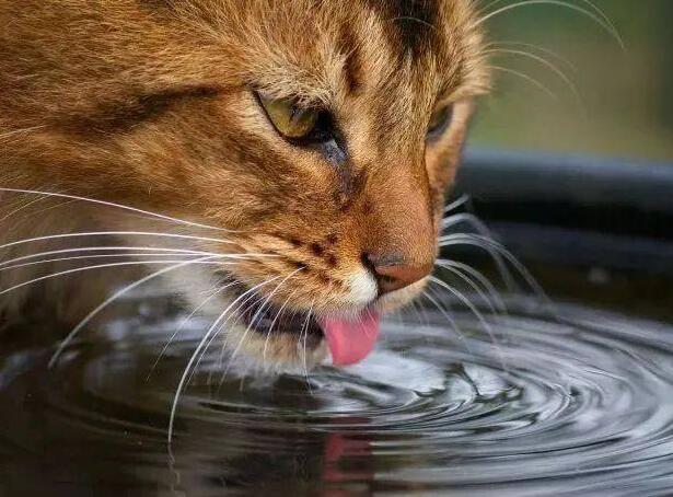 猫咪不爱喝水怎么样让猫咪多喝水呢
