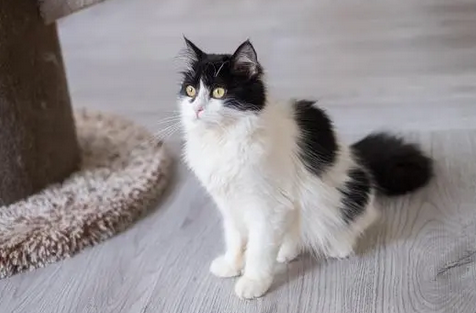 猫粮的配制方法