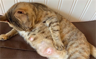 猫怀孕多久生产