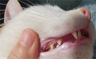 猫咪多大换牙