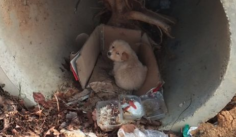 双脚被压坏的小金毛，获救时，让人格外心疼