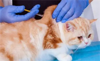 猫三联多少钱
