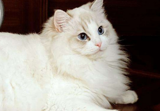 猫喜欢什么颜色