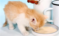 小猫可以吃什么