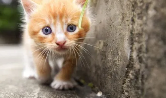 怎么抢救缺氧的小猫呢 怎么抢救缺氧的小猫呢