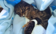 猫得猫瘟的原因有哪些