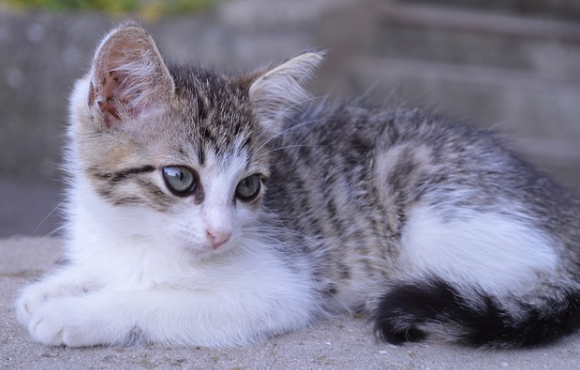 小猫喝什么奶