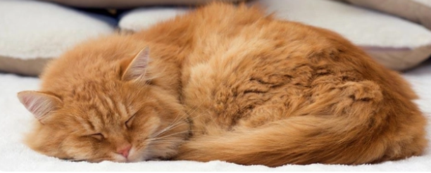 猫咪假死和真死的区别 猫咪假死和真死的区别