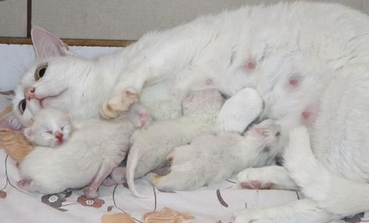 猫妈妈吃什么补奶水 猫妈妈吃什么补奶水