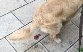 狗拉稀带血丝怎么回事