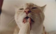 猫能吃香蕉吗