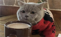 猫能喝咖啡吗