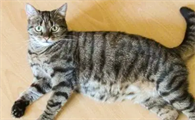 猫怀孕几个月