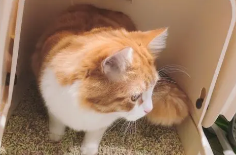 猫咪暂时没有猫砂怎么办啊