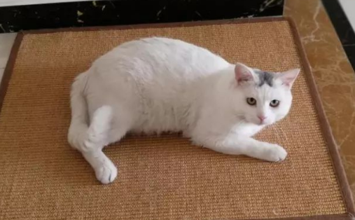猫咪发情多久