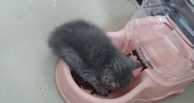 被抛弃的可爱小猫,遇到猫粮后,就停不下来 被抛弃的可爱小猫,遇到猫粮后,就停不下来