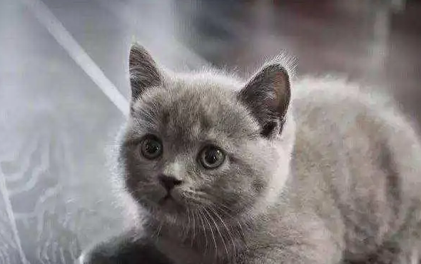 今日科普:为什么英短母猫更贵? 今日科普:为什么英短母猫更贵?