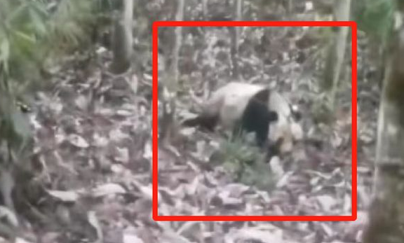 有熊猫进村，村民：第一次看到大熊猫很激动