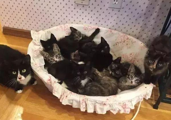 流浪猫拼命争夺食物，回猫窝就喂9只小猫