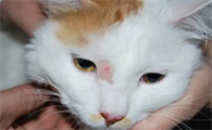 猫瘟的初期症状