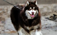 阿拉斯加犬性格