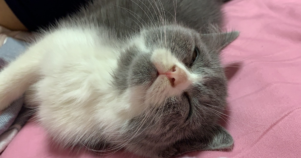 得过猫瘟的屋子还能再养猫吗 得过猫瘟的屋子还能再养猫吗