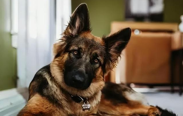 德牧犬喂什么狗粮好
