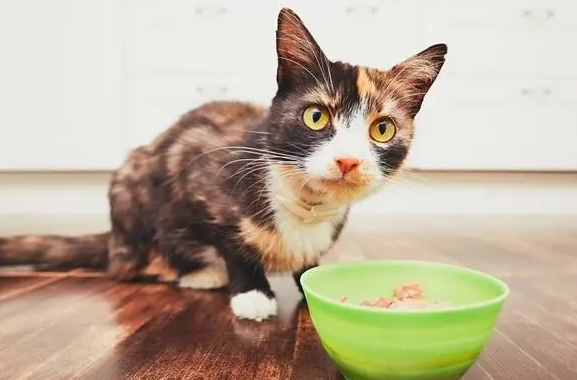 猫可以吃什么