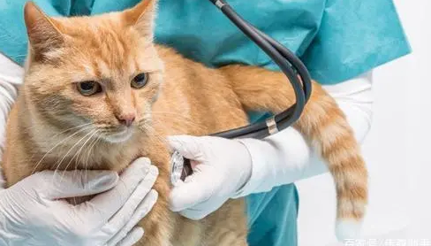 猫腹水跟猫传腹的区别