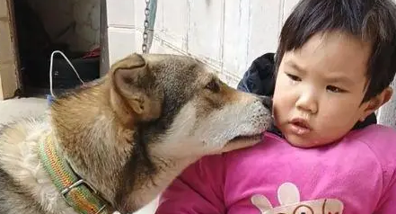 儿子摔倒后在哭泣，狗狗凑过来替他舔掉眼泪