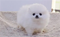 哪里买博美犬