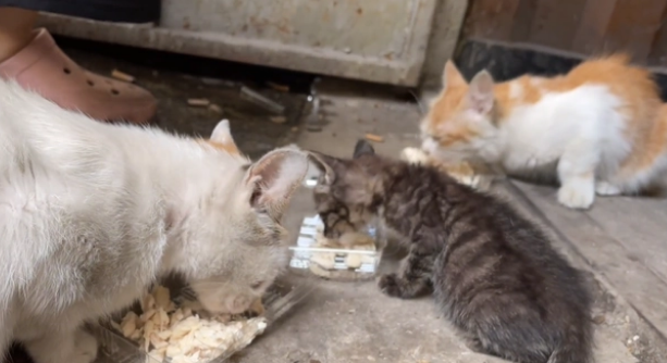 流浪母猫捡回一只流浪小奶猫,彼此相依为命 流浪母猫捡回一只流浪小奶猫,彼此相依为命