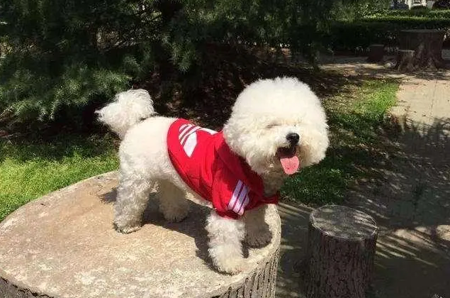 比熊吃什么狗粮好吃