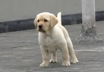 拉布拉多犬介绍