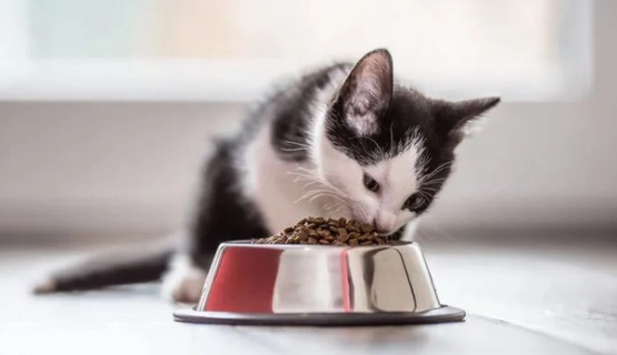 老牌子猫粮有哪些