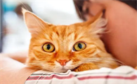 抱猫的正确姿势
