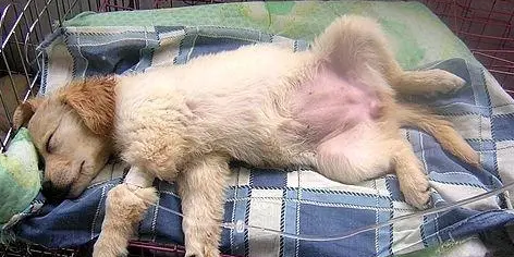 幼犬细小症状