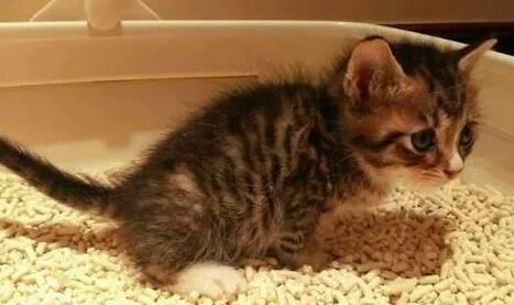 猫产后拉稀怎么回事 猫产后拉稀怎么回事
