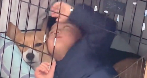 网友儿子跑进笼里和狗贴贴,狗是满脸不愿意 网友儿子跑进笼里和狗贴贴,狗是满脸不愿意