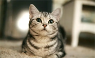 猫的平均寿命