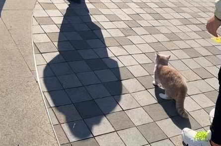 女子联系物业帮忙找猫，收到回复后语塞了