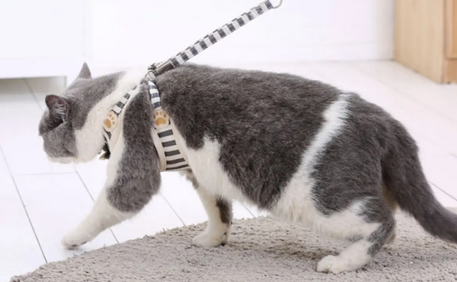 猫咪有牵引绳吗