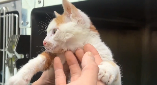 街头上一动不动呜咽的小猫，好在被及时救治