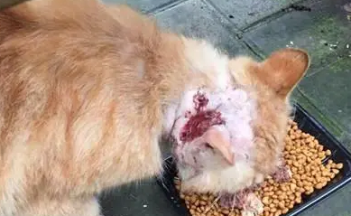 猫咪伤口能用云南白药粉涂吗