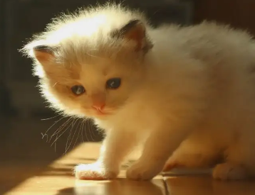 刚出生小猫公母怎么区分,方法很简单 刚出生小猫公母怎么区分,方法很简单