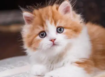 一文详解：怎么教一个月的小猫用猫砂